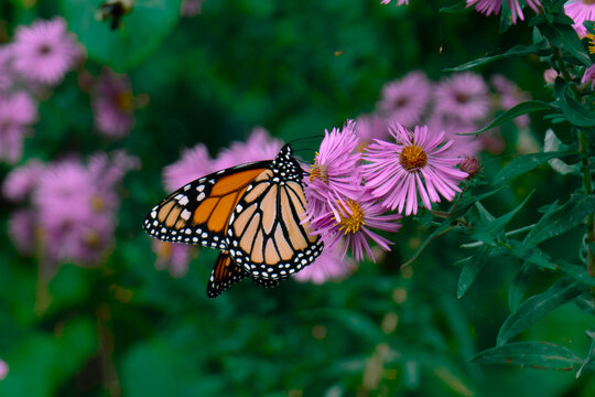 monarch butterfly on flower