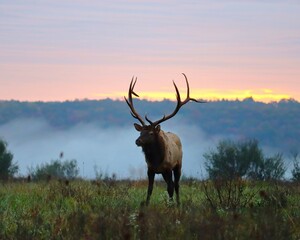 Rocky Mountain Bull Elk at Sunrise Elk Country Pennsylvania PA
