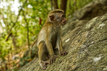 Wild monkeys in foresty rocks in Sri-Lanka