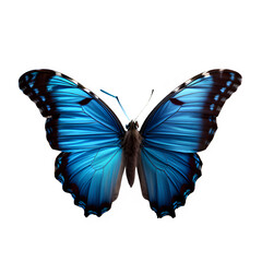 Fototapeta premium Beautiful blue butterfly isolated on white background