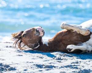 Assateague Island Wild Ponies