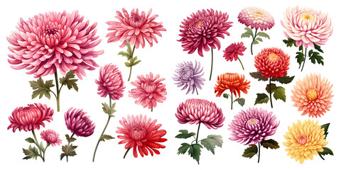 Arrangement of dainty pink chrysanthemum blossoms, budding flowers, and foliage set against transparent background, extracted floral garden. Generative AI - obrazy, fototapety, plakaty