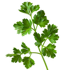 Sprig of parsley in full focus isolated on white background. For design, fresh greens that decorate dishes in the kitchen