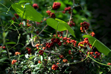 Obraz premium Naturaleza. Planta 