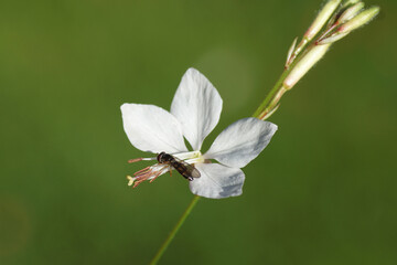 Female hoverfly Melanostoma scalare, family Syrphidae on a flower of white Gaura (Oenothera, Gaura...