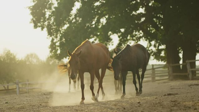 A herd of horses in a paddock on a ranch