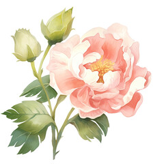 Pink Peony Watercolor Clipart