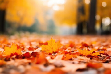 Naklejka na ściany i meble Fall Foliage Beauty: Defocused Maple Leaves