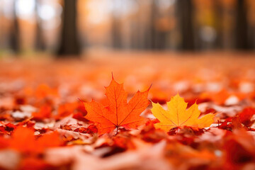Maple Magic: Bokeh Background with Orange Leaves