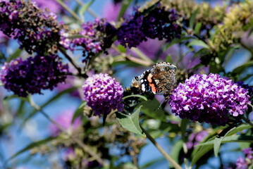 Red admiral butterfly (Vanessa Atalanta) perched on summer lilac in Zurich, Switzerland - obrazy, fototapety, plakaty