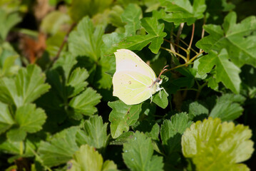 Common brimstone butterfly (Gonepteryx rhamni) sitting on green leaf in Zurich, Switzerland
