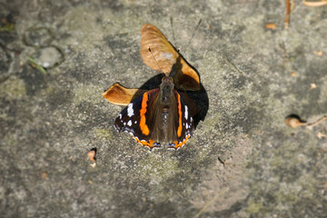 Fototapeta na wymiar Red admiral butterfly (Vanessa Atalanta) sitting on stone in Zurich, Switzerland