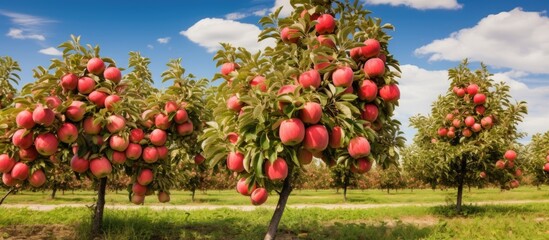 Pre harvest apple grove - obrazy, fototapety, plakaty