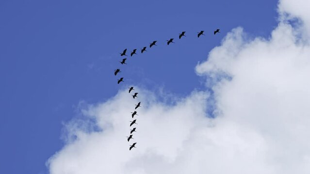Flock of ibis flying through the sky past the clouds in Utah flapping wings in slow motion.
