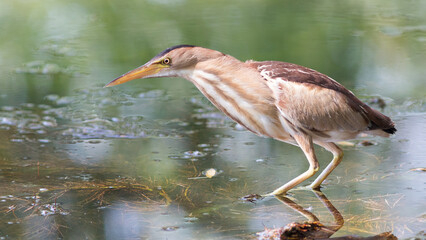 great crested grebe