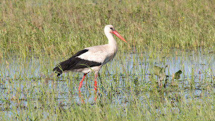 white stork in the grass