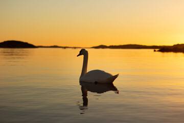 Swan swimming at the sea with drop by the peck.jpg