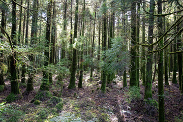 Lush Sao Miguel forest with mossy-trunked trees