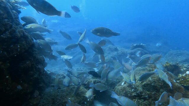 coral reef in the sea 