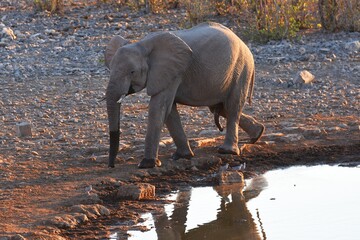 Junger Afrikanischer Elefant trinkt am Wasserloch bei Halali im Etoscha Nationalpark. 