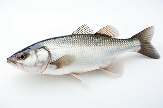 A fresh sea bass, photographed solo on a pure white backdrop