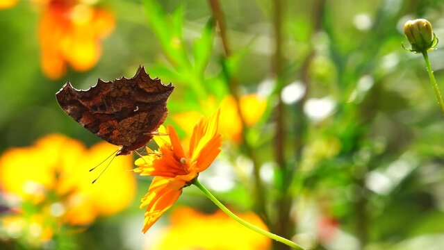 Asian comma (Polygonia c-aureum) sucking nectar on Cosmos sulphureus