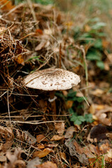 Mushrooms season, mushrooms grow in the forest, mushroom picker collects mushrooms, mushroom in autumn, searching for mushrooms in the forest