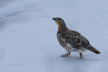 Female Capercaillie