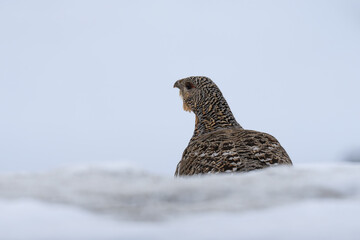 Obraz premium Female Capercaillie