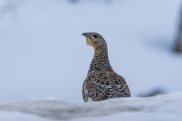 Female Capercaillie