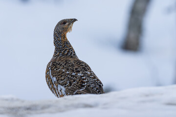 Female Capercaillie