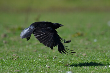 Aaskrähe, Rabenkrähe // Carrion crow (Corvus corone)
