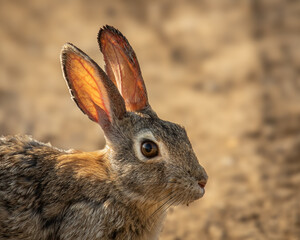 young cotton tail rabbit portrait