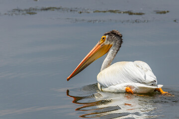 American White Pelecan swimming in a pond