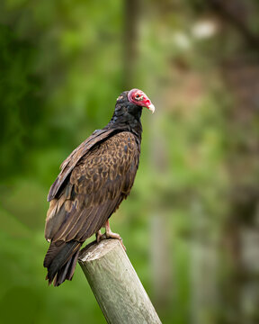 Turkey Buzzard perched on a post