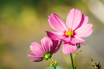 Pink Cosmo Flowers in Sunshine-Sunny Faces, Background, Backdrop, Wallpaper, Botany, Landscaping, Gardening, Brunch, Garden Party, Birthday, Shower, Border, Flier, Poster, Ad, Invitation, Publications