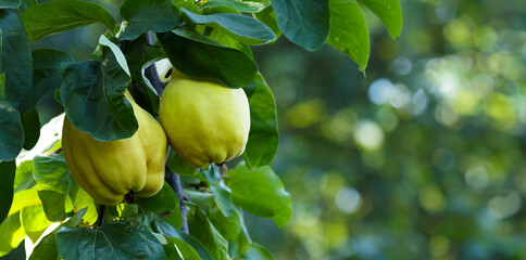 Branch of tree with ripe yellow quince fruits.