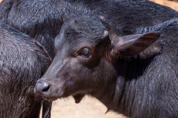 A close up of a black buffalo calf. Minas Gerais, Brazil