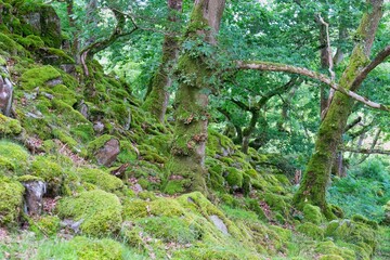green moss on the rocks and trees