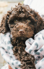 cockapoo puppy chocolate