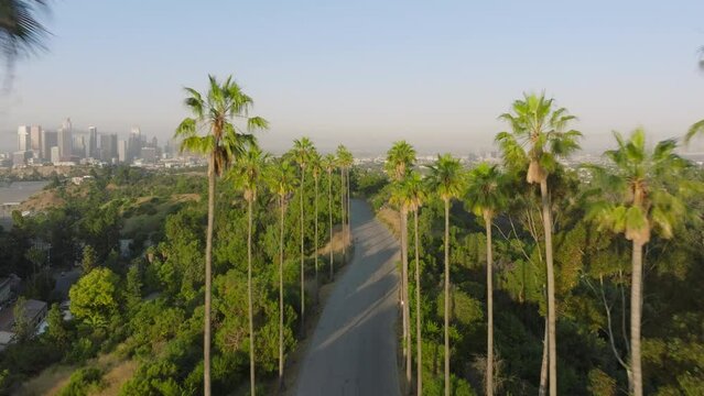 View of tall scenic green Palm Trees passing by at sunny blue skies. Aerial shot from drone flying above scenic road towards downtown Los Angeles in golden sunrise light. Californication Palm Trees 4K