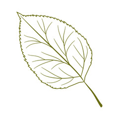 autumn birch leaf line art drawn