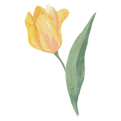 yellow watercolor tulip flower spring art drawn