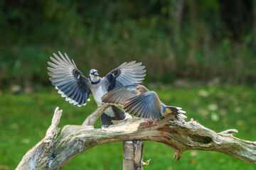 Blue Jay in flight and Dove escaping