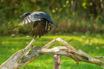 Crow in flight