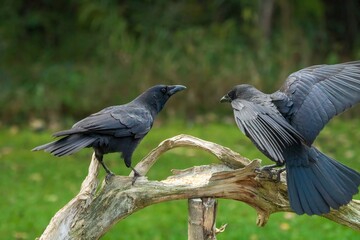 crows on a branch