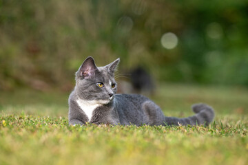 Gray cat laying down in the grass
