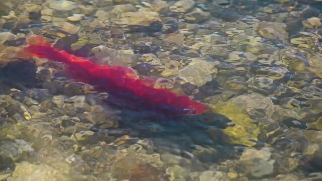 Close up of a Kokanee salmon underwater swimming during the spawn.