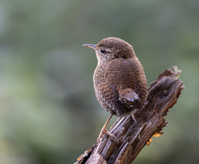 The Eurasian wren is one of the smallest and most elusive birds, with a melodious song and a strict insectivore.