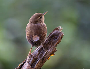 The Eurasian wren is one of the smallest and most elusive birds, with a melodious song and a strict insectivore.